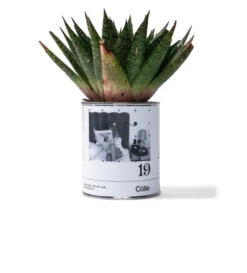 Apt. 19 Candle 7 Apt. 19 Candle -Unisex Clothing Sales 1006d1